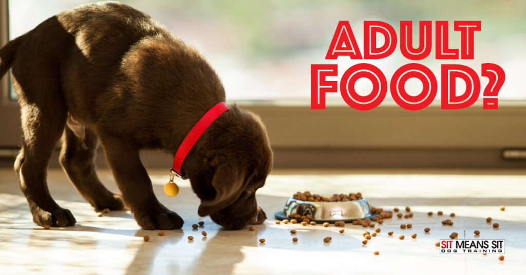 Can Puppies Eat Adult Dog Food?