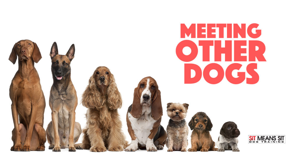 Introducing Your Dog to Other Dogs