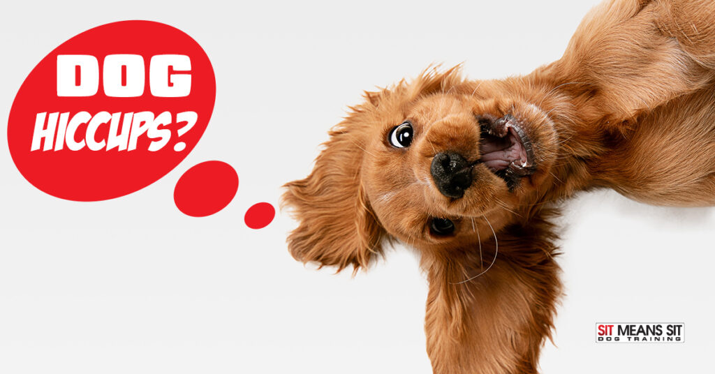 Can My Dog Get Hiccups?