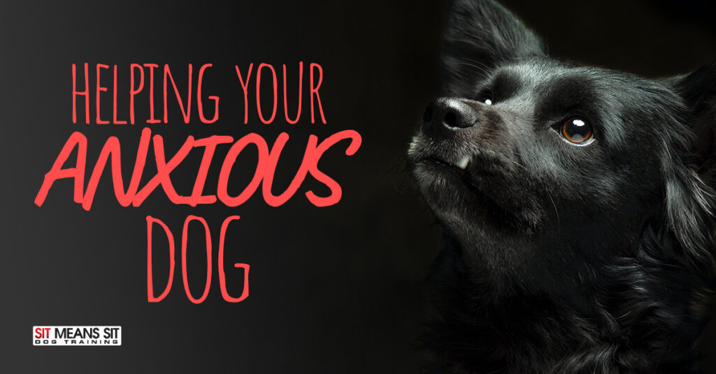 Helping Your Anxious Dog