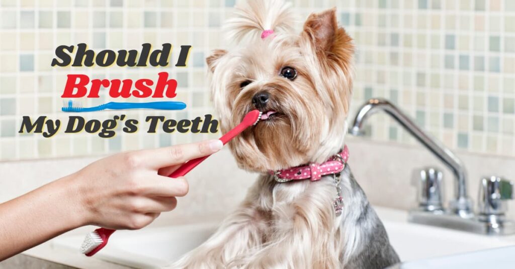 Should I Brush My Dog’s Teeth?