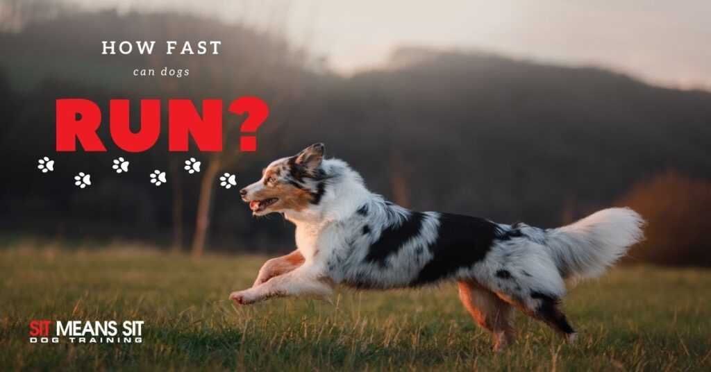 How Fast Can Dogs Run?