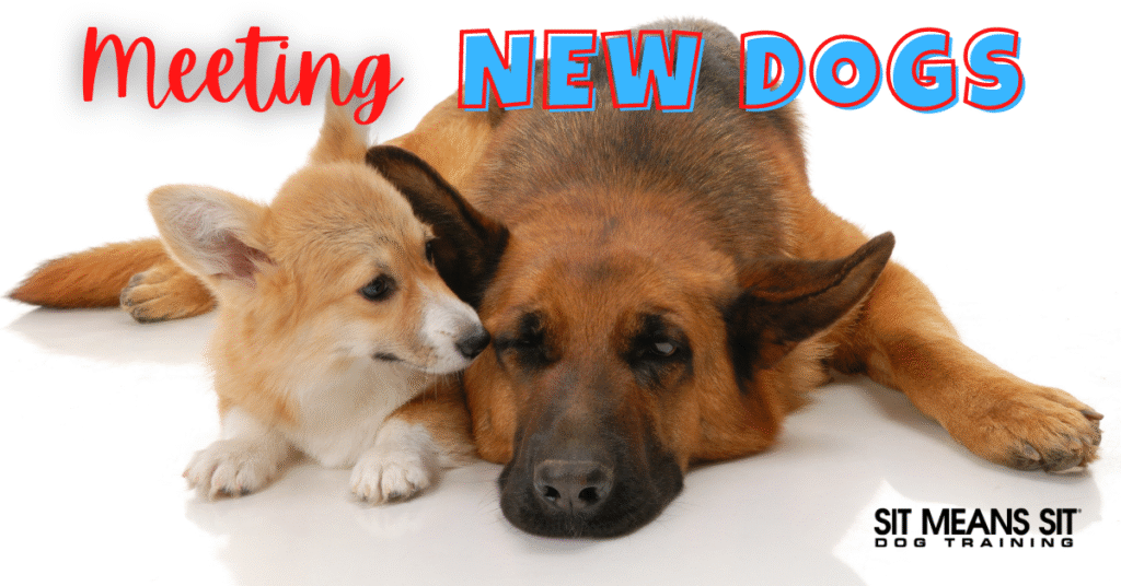 Two dogs on a poster with the text meeting new dogs