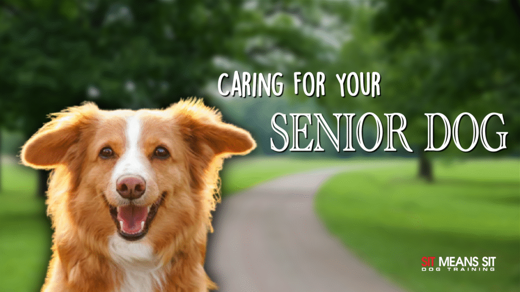 A dog smiling with the text caring for your senior dog poster