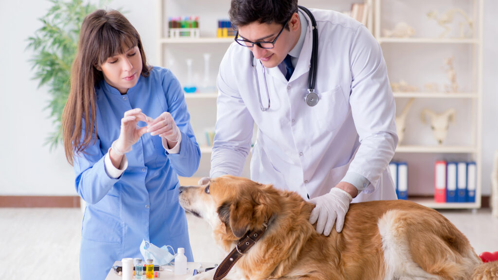 A dog at the vet