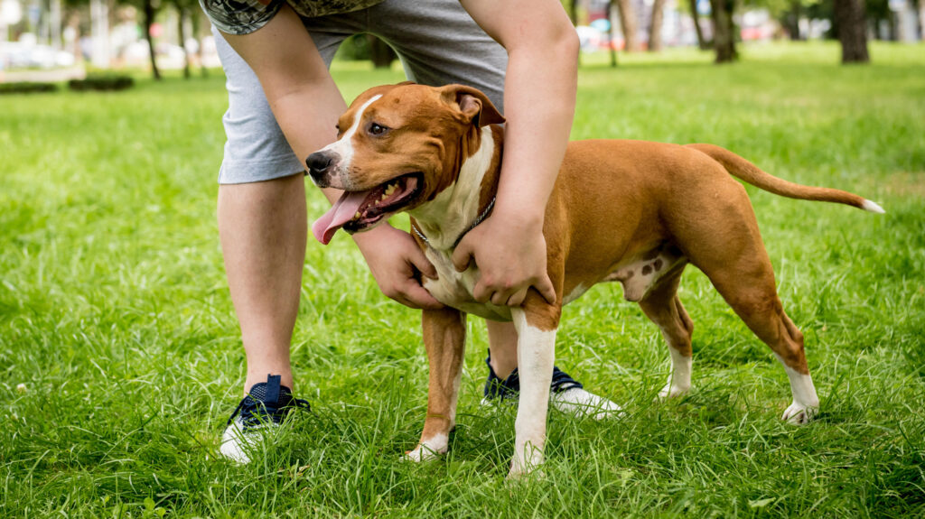 A Pitbull standing grass looking left